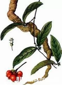 Bài thuốc chữa đa nang buồng trứng