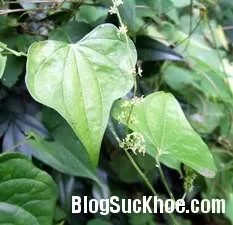Trị viêm cầu thận mạn bằng Đông Y