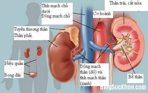 5 triệu chứng thường gặp của bệnh viêm cầu thận mạn