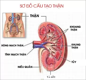 Diễn biến nguy hiểm nếu không điều trị viêm cầu thận mạn kịp thời