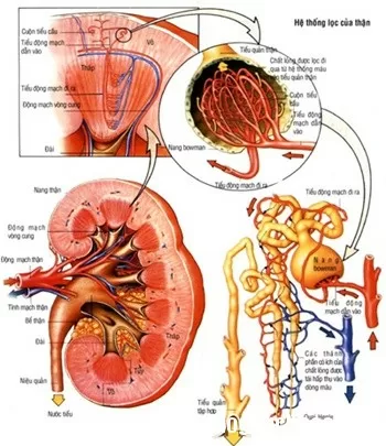 Các triệu chứng thận trào ngược
