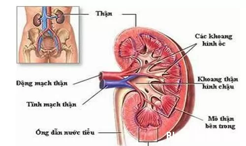 Bệnh thận mãn tính là gì?