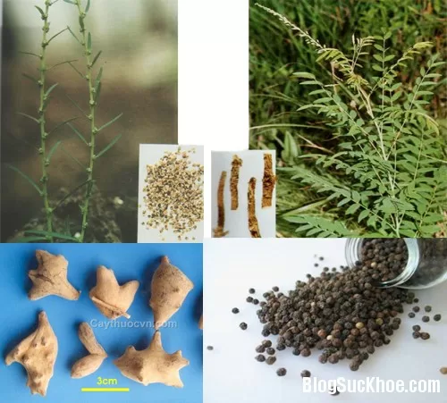 Bài thuốc Đông y chữa xuất tinh sớm