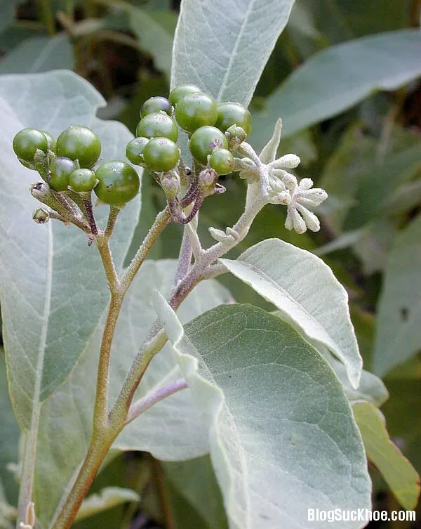 Một số bài thuốc dân gian với cây la rừng