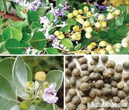 Cây đẹn ba lá hỗ trợ điều trị tăng huyết áp