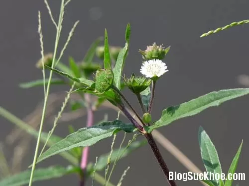 Chữa rong kinh bằng bài thuốc dân gian