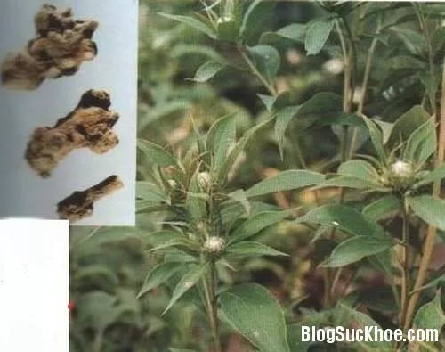 Giảm béo phì theo y học cổ truyền