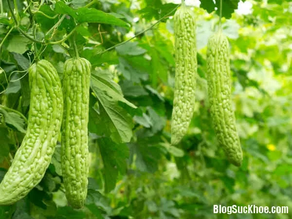 4 nhóm người bệnh không nên ăn nhiều mướp đắng