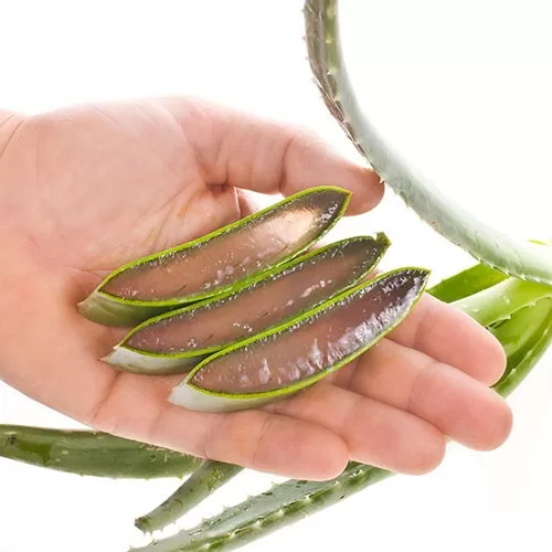 Làm đẹp và chữa bệnh với lô hội