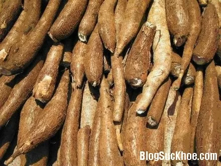 Một số món ăn uống chữa bệnh từ sắn dây