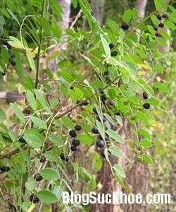 Một số bài thuốc dùng phèn đen chữa bệnh