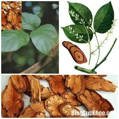 4 bài thuốc chống thoái hóa cột sống cổ