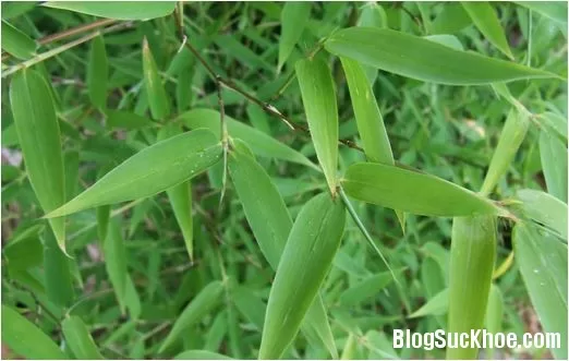 Hạ sốt bằng cây nhà lá vườn
