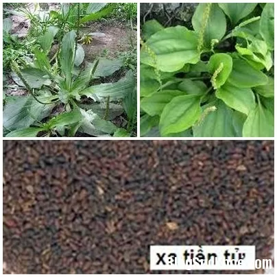 Bài thuốc tốt cho gan, thận từ hạt mã đề