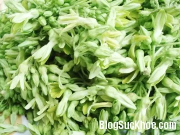 Các phương thuốc từ cây hoa lý chữa bệnh