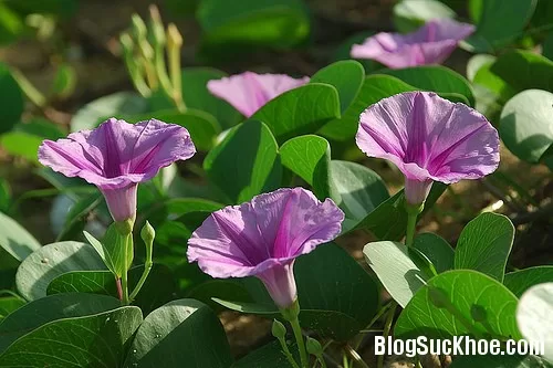 Rau muống biển chữa phong thấp, khớp xương đau nhức