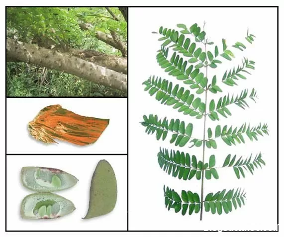 Cây tô mộc chữa bệnh phụ nữ
