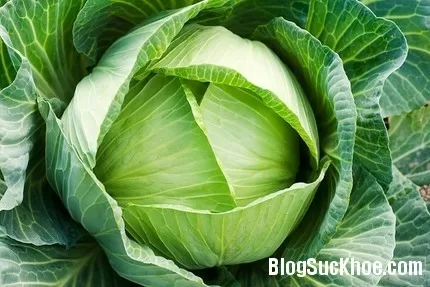 Bài thuốc dân gian từ bắp cải chữa đau khớp