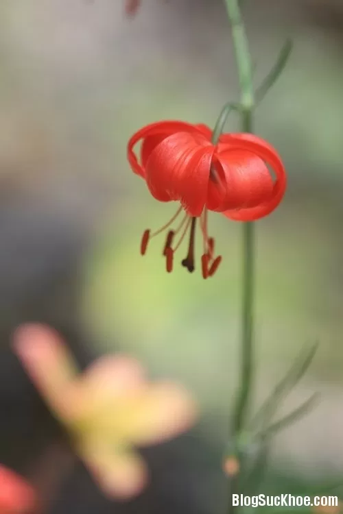Tỏi rừng - Vị thuốc quý