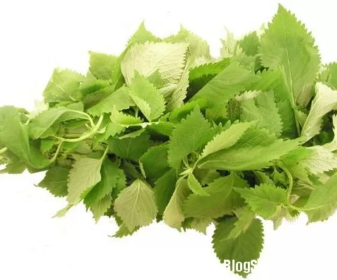 Những loại rau chữa bệnh thần kỳ