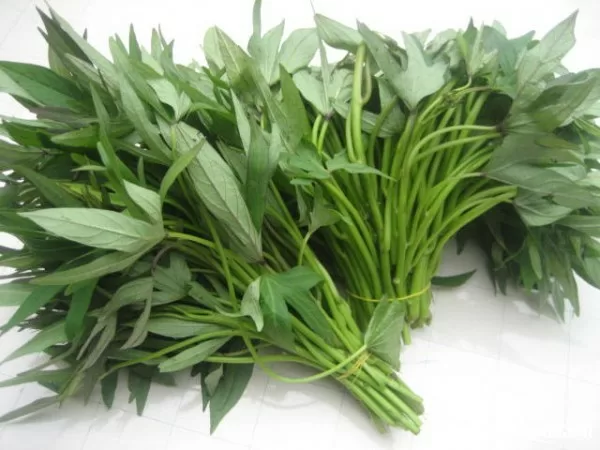 Rau lang và công dụng chữa bệnh vô cùng hiệu quả