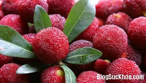 Những điều bạn chưa biết về quả thanh mai