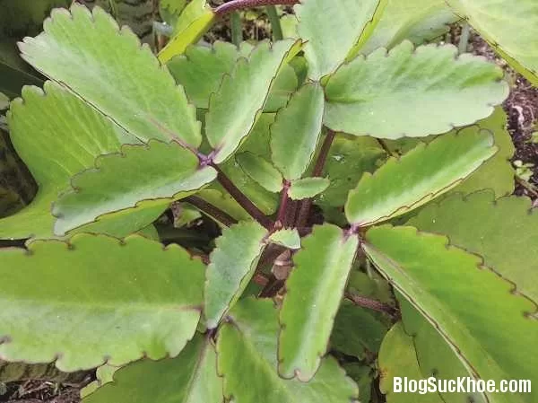 Phòng ngừa bệnh trĩ bằng 4 loại lá quen thuộc