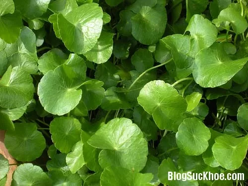 Rau má mát gan, lợi tiểu