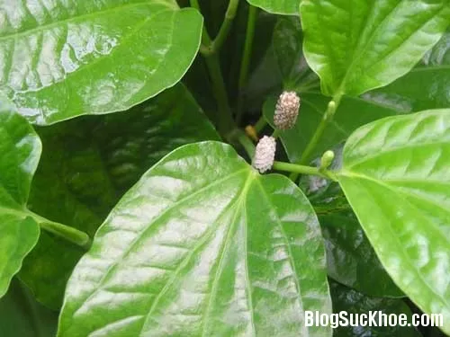Cách sử dụng lá lốt làm thuốc