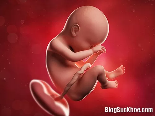 Những điều đặc biệt về nhau thai