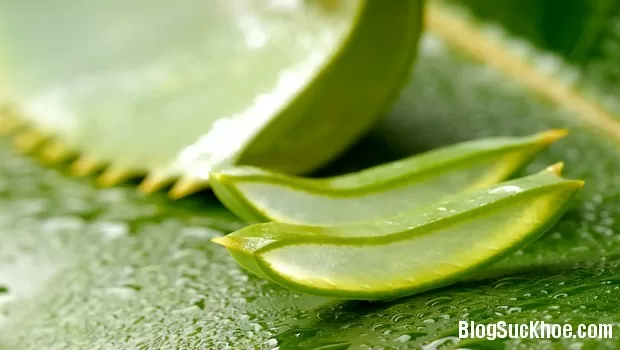 aloe vera