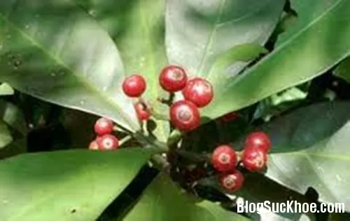 Chữa bệnh với cây lấu đỏ