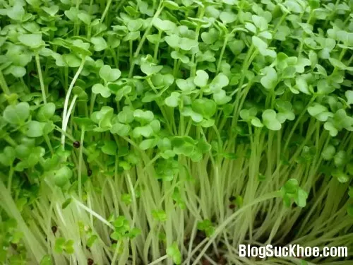 Lợi ích dinh dưỡng của từng loại rau mầm