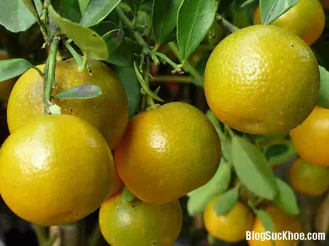 Những trường hợp không nên ăn quất