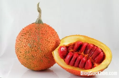 Hạt gấc - vị thuốc quý trong Đông Y