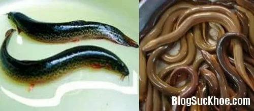 Một số lưu ý khi ăn lươn, chạch để đảm bảo sức khỏe của bạn
