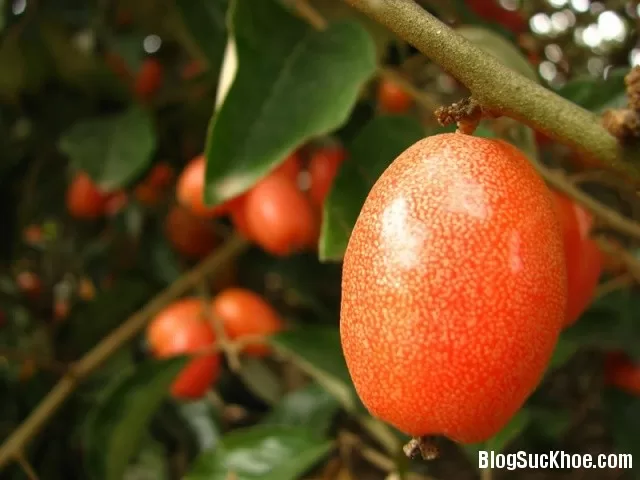 Một số người không nên ăn quả nhót