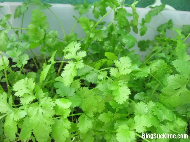 Đặc tính chữa bệnh của rau mùi