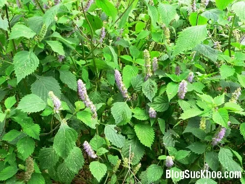 Kinh giới - thần dược chữa bệnh cho mọi nhà