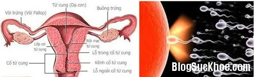 Dấu hiệu nhận biết ngày rụng trứng