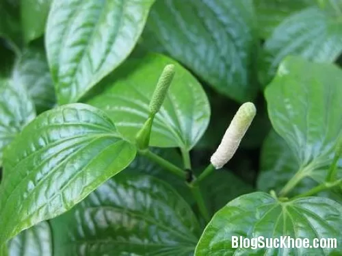 Tác dụng chữa viêm xoang của lá lốt