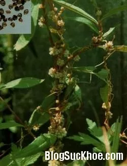 Bài thuốc chữa bệnh điếc tai
