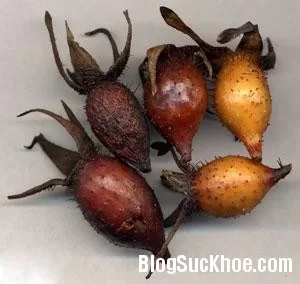 Quả kim anh chữa suy nhược thần kinh, di mộng tinh, viêm ruột