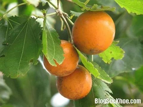 Mã tiền, nghệ chữa đau xương khớp