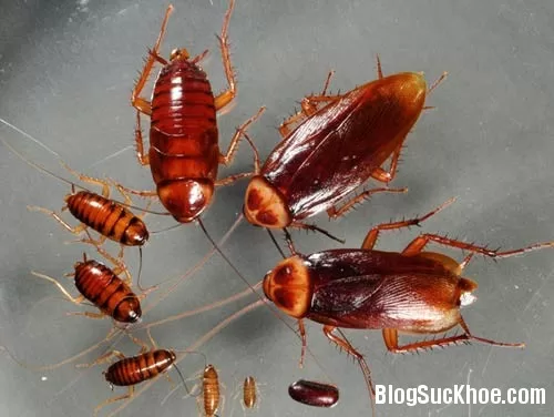 Mẹo hay đuổi gián