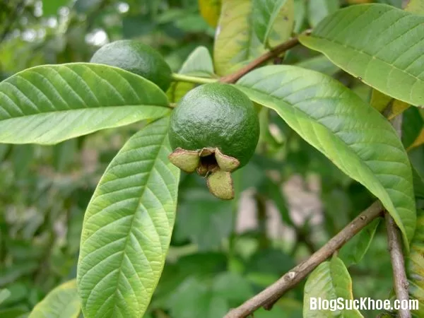 Công thức trị mụn với lá ổi