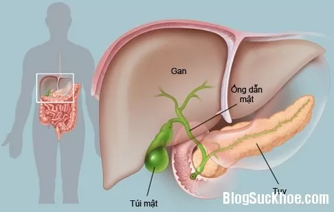 Nang gan do đâu mà có?