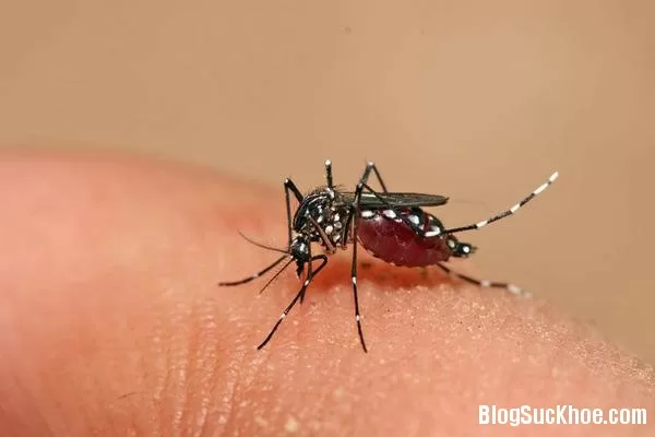 Phòng ngừa bệnh sốt xuất huyết