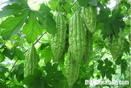 Trị tiêu chảy cực tốt nhờ mướp đắng