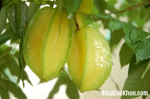 Chữa bách bệnh với quả khế